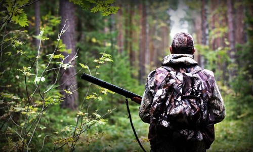 Охотиться разрешается лишь жителям, зарегистрированным на территории Новгородской области, при наличии охотничьего билета и разрешения